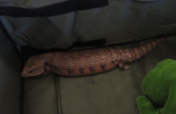 lizard