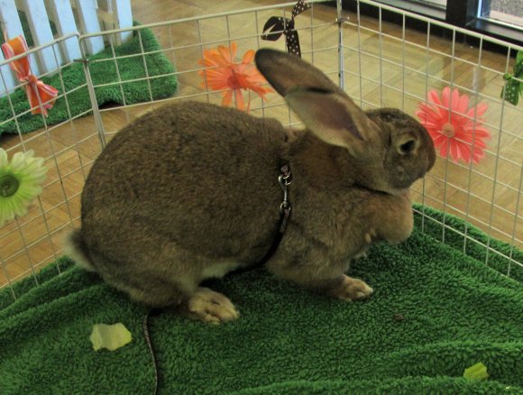 rabbit