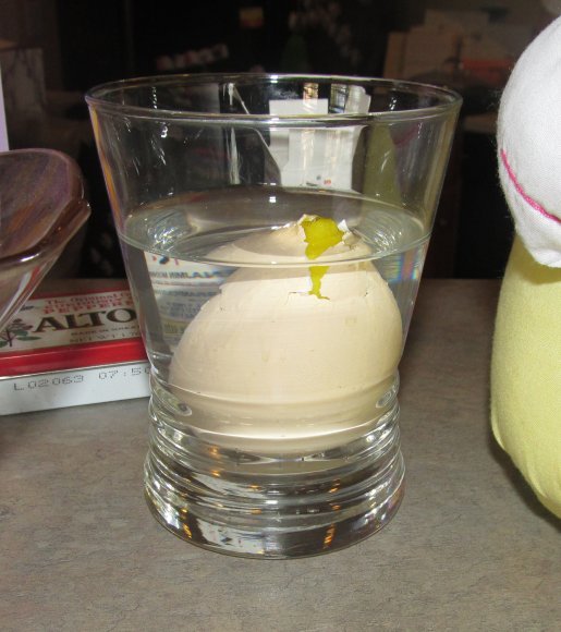 benjamin egg2