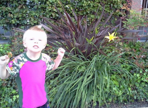 plants benjamin