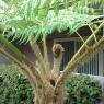 plants2