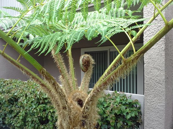 plants2