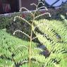 plants3