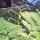 plants3