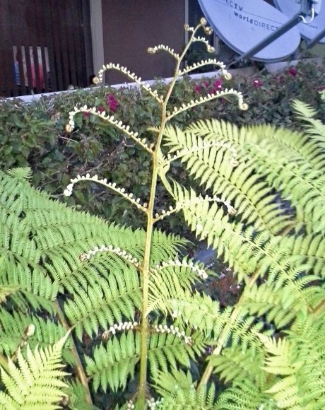 plants3