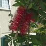 plants4