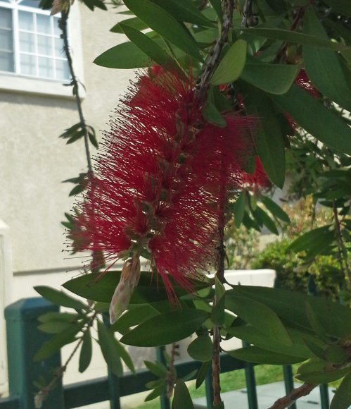 plants4