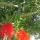 plants5