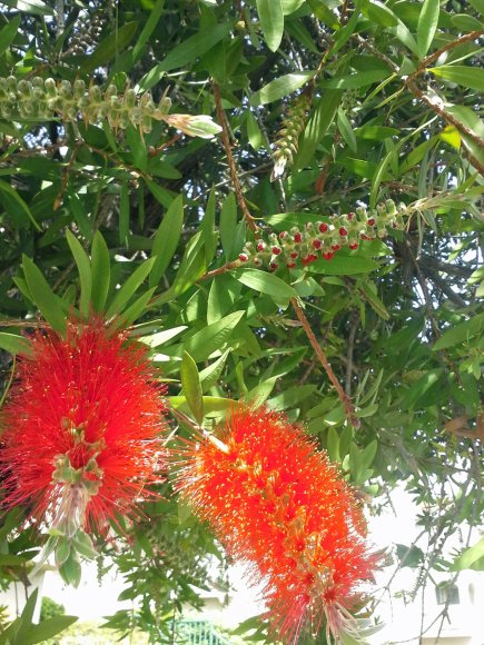 plants5