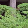 plants