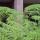 plants