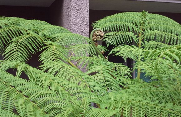 plants