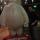 32 nate baymax