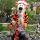12 18 tigger - benjamin hannah