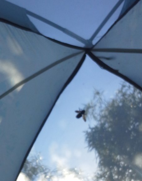 08 big bug