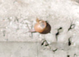08 snail