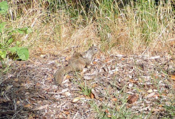 03 squirrel