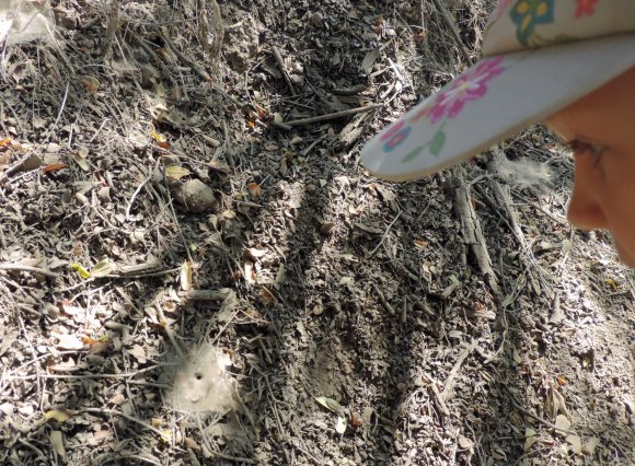 11 spider hole hannah