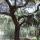 30 tree