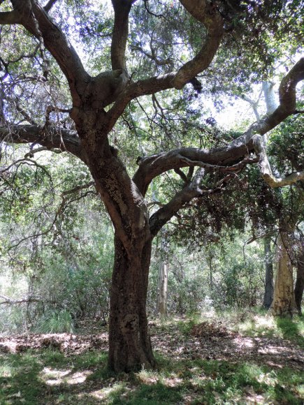30 tree