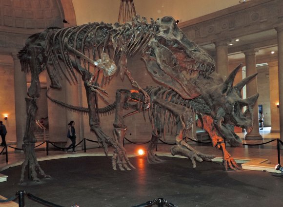 03 dino