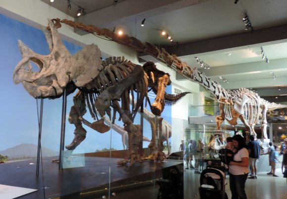 13 dino