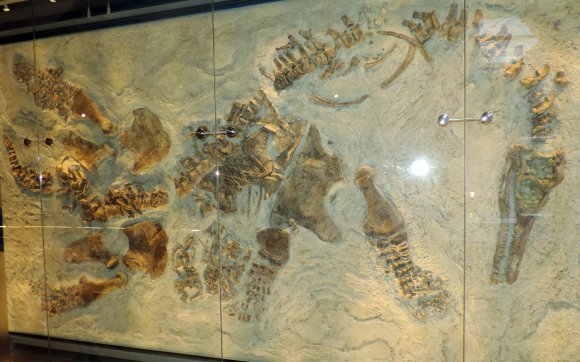 16 dino