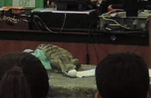 lizard big eat2