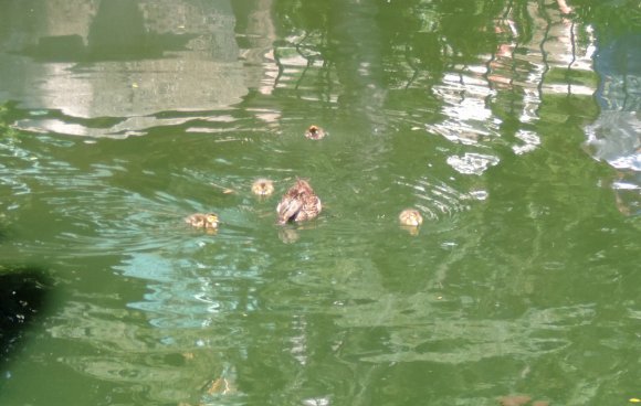 05 28 ducklings