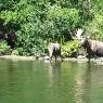 08 17 canoes moose