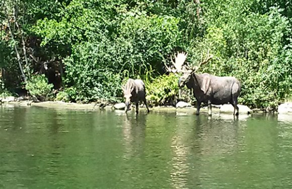 08 17 canoes moose