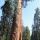 08 tree