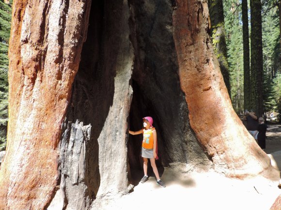 25 tree hannah