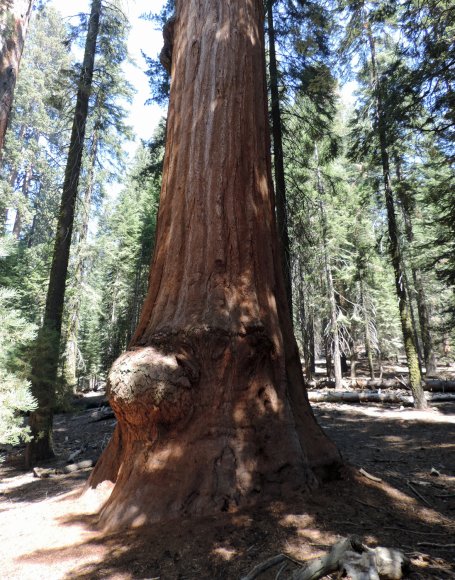 26 tree