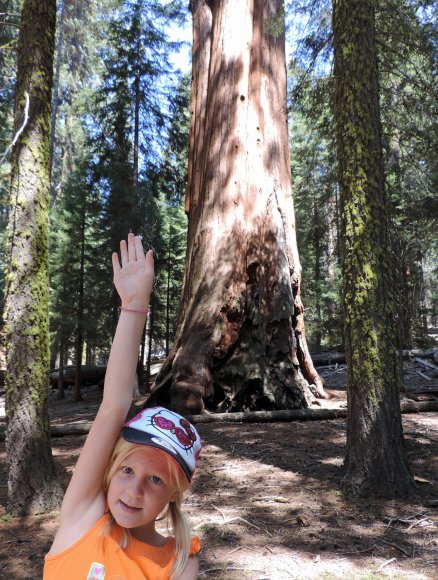 27 tree hannah