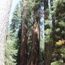 28 tree twin