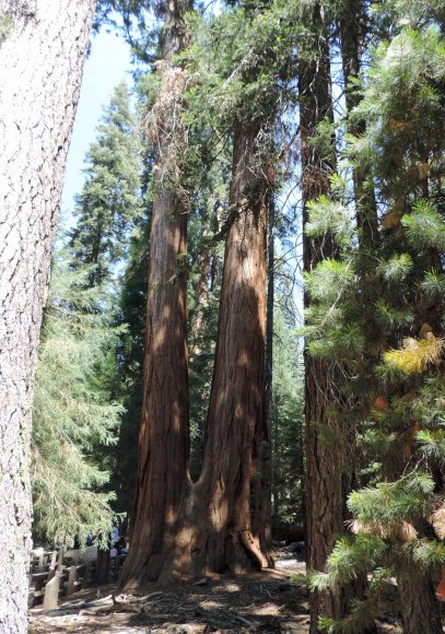 28 tree twin