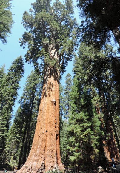 29 tree