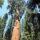 29 tree