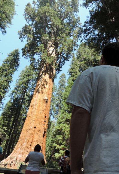 30 tree nate