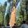 31 tree hannah nate