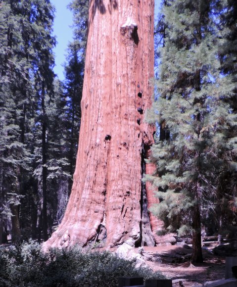 32 tree bottom