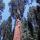 32 tree top