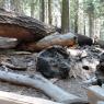 33 logs