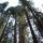 42 trees