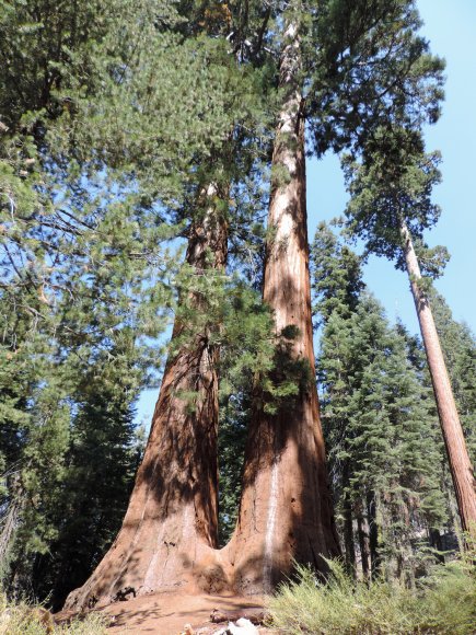 51 tree twin