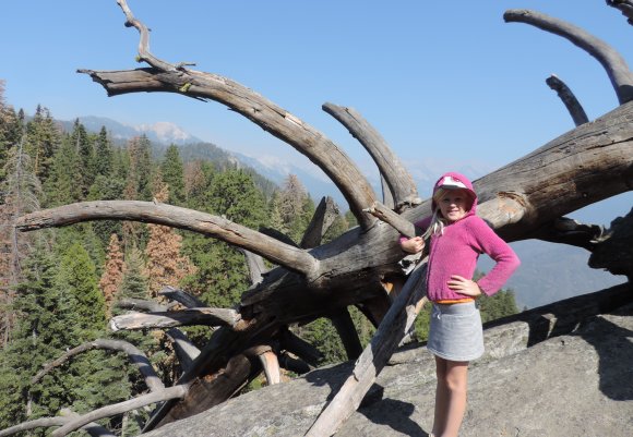 68 fallen tree hannah