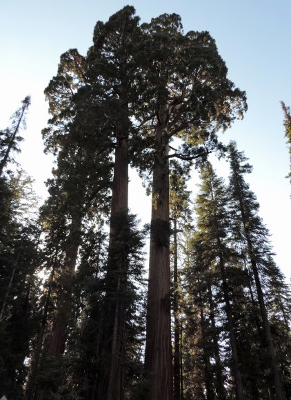 84 trees