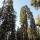 85 trees