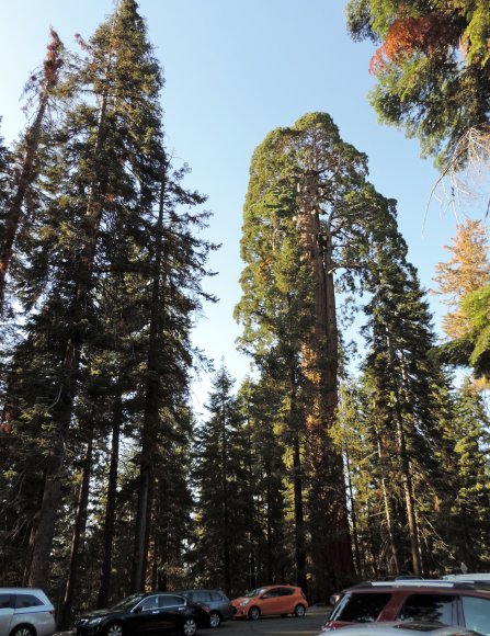 85 trees